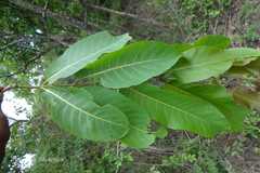 Terminalia tomentosa
